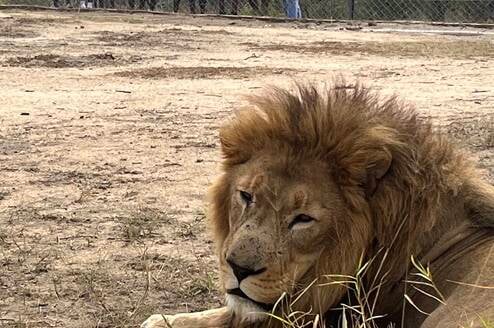 Children learning about the protection of lions